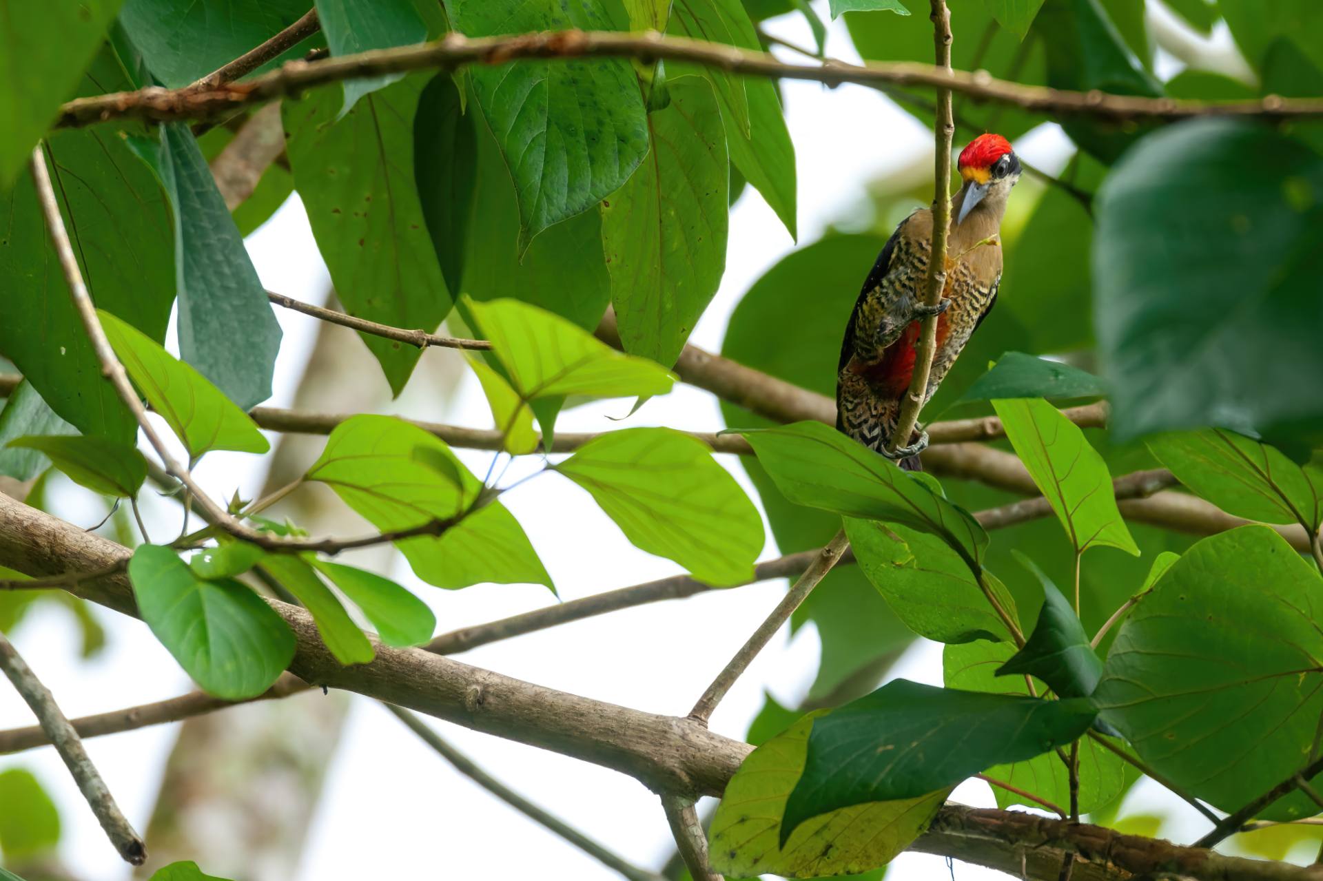 Schläfenfleckspecht (Melanerpes pucherani)